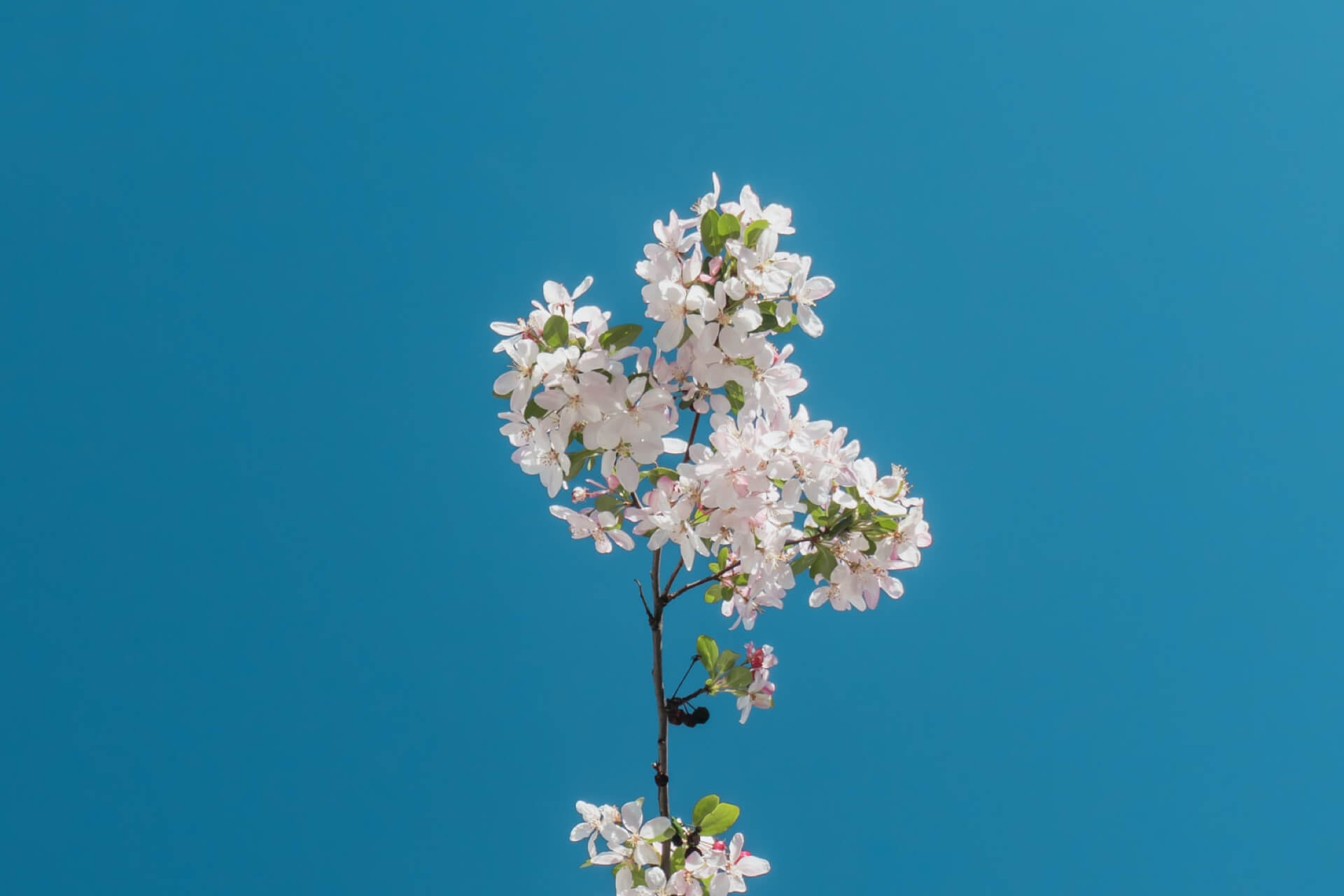 متن جایگزین